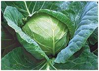 Продажа овощей (картофель, морковь, капуста, лук, свекла)