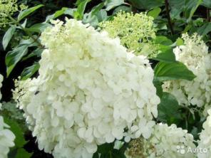Гортензия метельчатая Полар Бир Hydrangea panicula