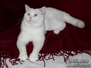 Британка белая в добрые руки