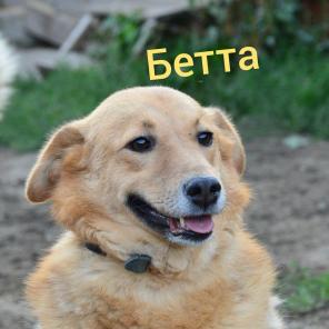 Солнечная Бетта