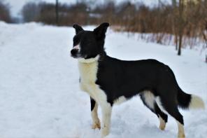 Лана, девочка, в добрые руки