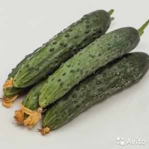 Огурец Зозулёнок рассада