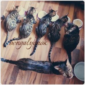 Продажа бенгальских котят