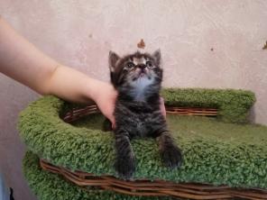 Серые полосатые котята- мальчик и девочка в дар