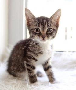 Спб! Котенок девочка Сив ищет дом!