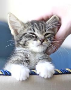 Спб! Котенок девочка Сив ищет дом!