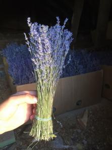 Лаванда в букетах сухая , цвет