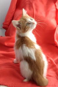 Солнечный бело-рыжий котенок ищет дом
