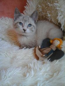 Котенок-Микки- 2 мес. в хорошие руки