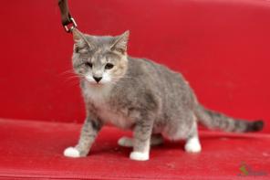 Славная кошечка Роксана
