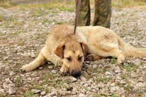 Добрый, красивый Балкан ждёт надежных хозяев
