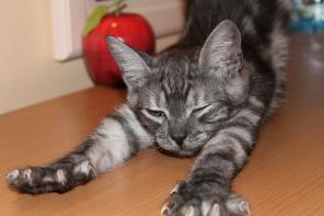 Мускатик котик в дар