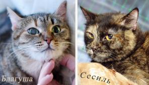 Приютские кошки со сложным характером, им сложно найти дом.