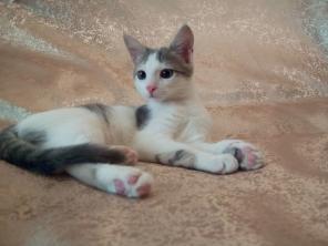 Котенок Ефимия в добрые руки