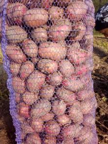 Картофель от производителя