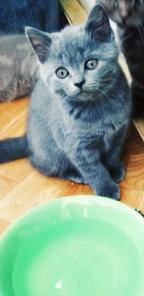 Продаются котята шотланцы