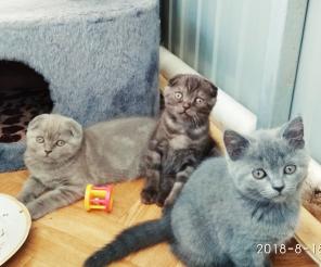 Продаются котята шотланцы
