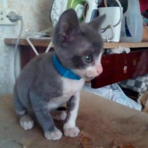 В добрые руки пристраивается котенок (мальчик)