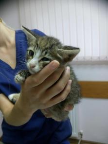 Котенок Боня ищет дом