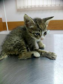 Котенок Боня ищет дом