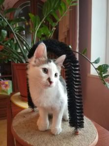 Отдам котенка в хорошие руки