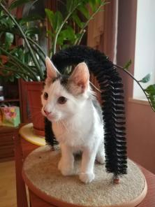 Отдам котенка в хорошие руки