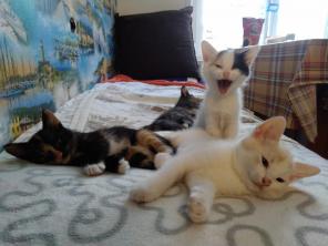 Котобулочки ищут дом!