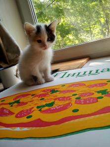 Котобулочки ищут дом!