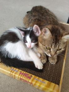 Котик Гриша