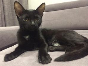 котенок в добрые руки