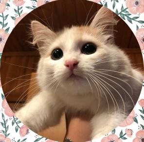 Котенок ищет дом