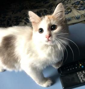 Котенок ищет дом