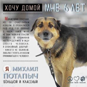 Галантный пес ищет дом