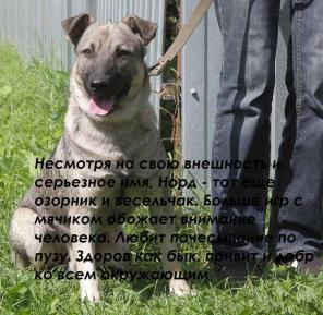 Норд надёжный друг и компаньон.