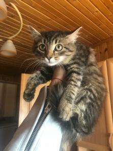 Котенок ищет дом