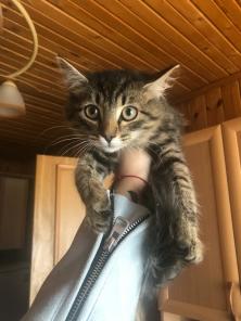 Котенок ищет дом