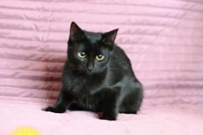 Котята-сестренки в поисках добрых рук