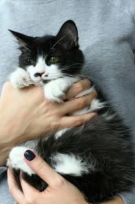 Котята-сестренки в поисках добрых рук