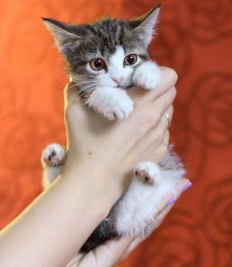 Котенок Любочка - трогательный ребенок в дар