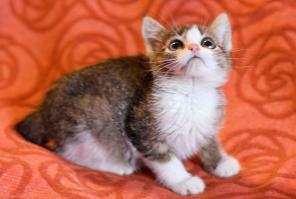 Котенок Любочка - трогательный ребенок в дар