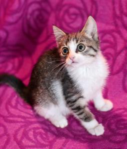 Котенок Шошу - лучистое счастье в дар