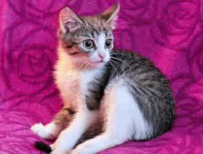 Котенок Шошу - лучистое счастье в дар