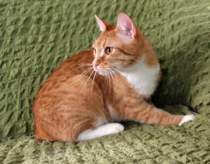 Застенчивый рыжик котенок Юлиус в дар.