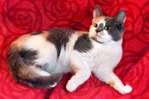 Котенок-очаровашка Лёлечка ищет дом