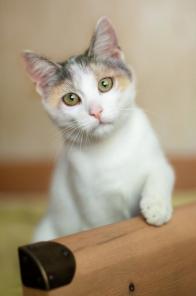 Ищет свою семью и дом котенок Изюминка.