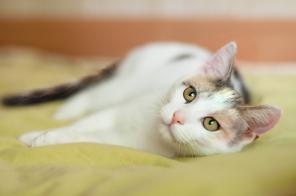 Ищет свою семью и дом котенок Изюминка.