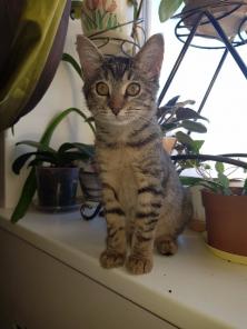 Котёнок-девочка Васёна ищет семью