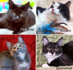 Котятки из приюта всех мастей. Мохнатым шалунам нужен дом