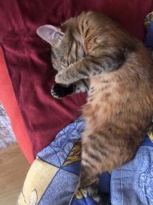 Кошка Аврил в дар