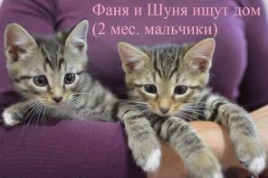 Четыре чудесных малюсеньких котеночка.